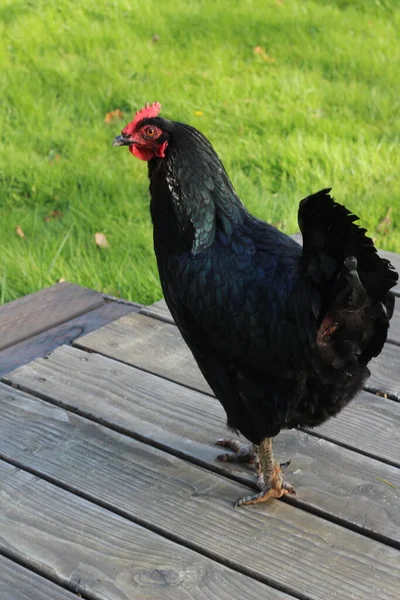 Black Feathered Hen Walking Old Gray Wooden Porch Green Lawn — Fotografia de Stock