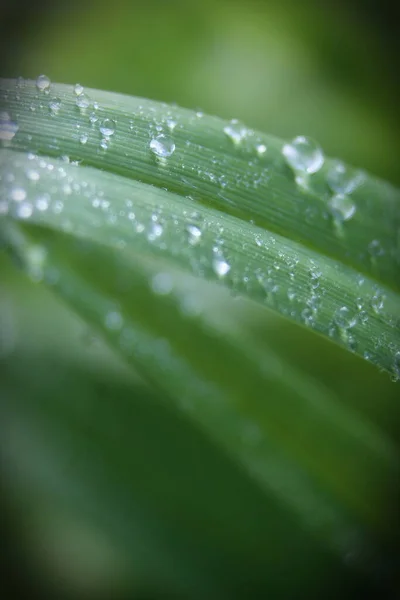 Yellow White Daisies Bloom Rain Pollen Grains Covered Water Droplets — Photo