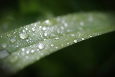 Yağmurdan sonra sarı ve beyaz papatyalar çiçek açar ve polen taneleri su damlacıklarıyla kaplıdır..