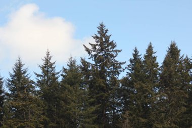 Kuzey Amerika Taipa Ormanı 'nda mavi gökyüzü olan çamlar, köknar, sedir ağaçları.