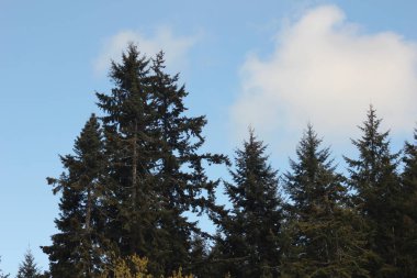 Kuzey Amerika Taipa Ormanı 'nda mavi gökyüzü olan çamlar, köknar, sedir ağaçları.