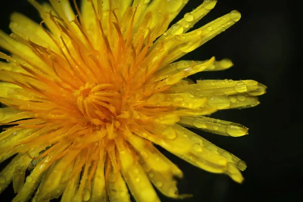 Žluté Sedmikrásky Kvetou Dešti Pylová Zrna Jsou Pokryta Kapkami Vody — Stock fotografie