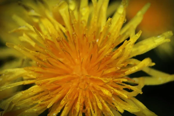 Sárga Százszorszépek Nyílnak Eső Után Pollen Magokat Vízcseppek Borítják — Stock Fotó