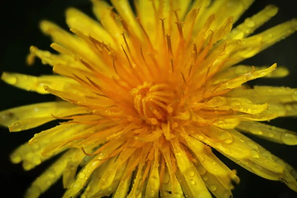 Sárga Százszorszépek Nyílnak Eső Után Pollen Magokat Vízcseppek Borítják — Stock Fotó