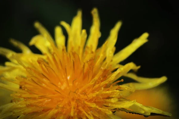 Sárga Százszorszépek Nyílnak Eső Után Pollen Magokat Vízcseppek Borítják — Stock Fotó
