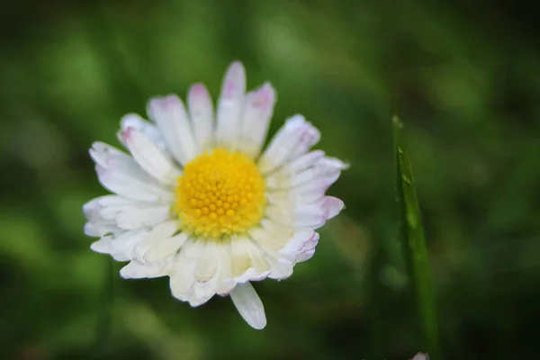 黄色和白色的雏菊在雨后开花 花粉被水滴覆盖 — 图库照片