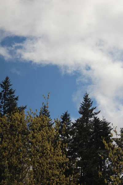Dennen Sparren Ceders Het Noord Amerikaanse Taipa Bos Met Blauwe — Stockfoto