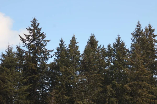 Dennen Sparren Ceders Het Noord Amerikaanse Taipa Bos Met Blauwe — Stockfoto
