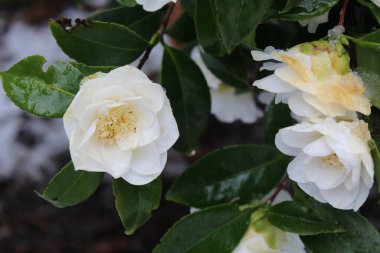 Kar yağdıktan sonra beyaz çiçekler yağmur ve karla ıslanır..