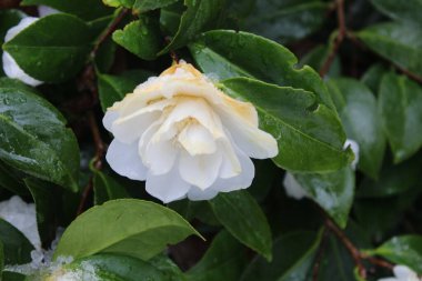 Kar yağdıktan sonra beyaz çiçekler yağmur ve karla ıslanır..