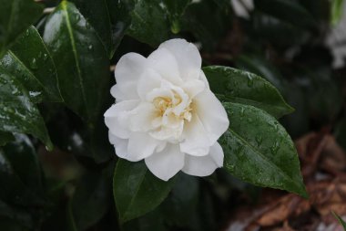 Kar yağdıktan sonra beyaz çiçekler yağmur ve karla ıslanır..