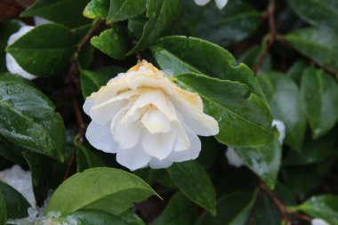 Kar yağdıktan sonra beyaz çiçekler yağmur ve karla ıslanır..