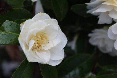 Kar yağdıktan sonra beyaz çiçekler yağmur ve karla ıslanır..