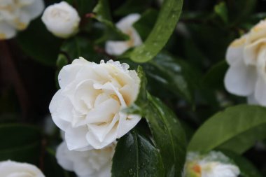 Kar yağdıktan sonra beyaz çiçekler yağmur ve karla ıslanır..