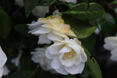 Kar yağdıktan sonra beyaz çiçekler yağmur ve karla ıslanır..