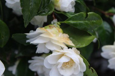 Kar yağdıktan sonra beyaz çiçekler yağmur ve karla ıslanır..