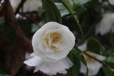 Kar yağdıktan sonra beyaz çiçekler yağmur ve karla ıslanır..