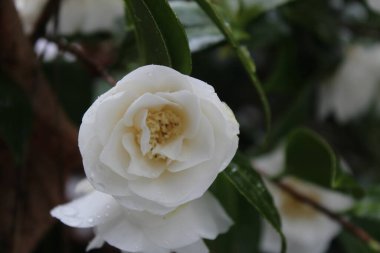 Kar yağdıktan sonra beyaz çiçekler yağmur ve karla ıslanır..