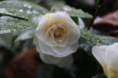 Kar yağdıktan sonra beyaz çiçekler yağmur ve karla ıslanır..