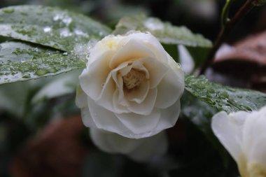 Kar yağdıktan sonra beyaz çiçekler yağmur ve karla ıslanır..
