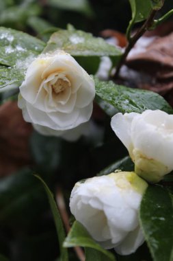 Kar yağdıktan sonra beyaz çiçekler yağmur ve karla ıslanır..