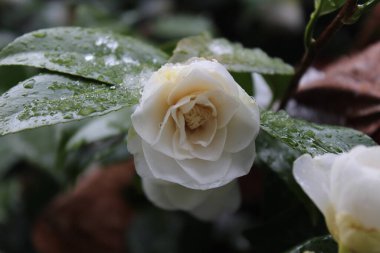 Kar yağdıktan sonra beyaz çiçekler yağmur ve karla ıslanır..