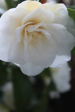 Kar yağdıktan sonra beyaz çiçekler yağmur ve karla ıslanır..