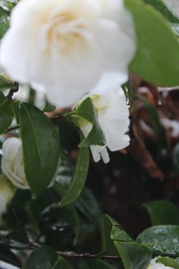 Kar yağdıktan sonra beyaz çiçekler yağmur ve karla ıslanır..