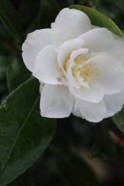 Kar yağdıktan sonra beyaz çiçekler yağmur ve karla ıslanır..