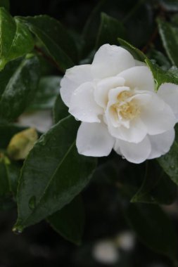 Kar yağdıktan sonra beyaz çiçekler yağmur ve karla ıslanır..