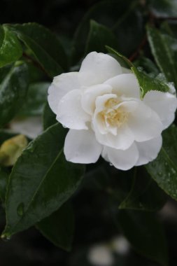 Kar yağdıktan sonra beyaz çiçekler yağmur ve karla ıslanır..