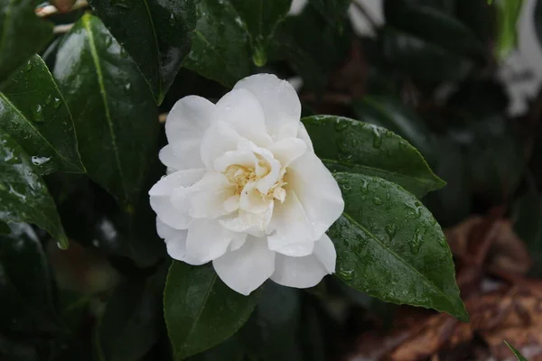 White Flowers Soaked Rain Snow Snow Falls — Photo