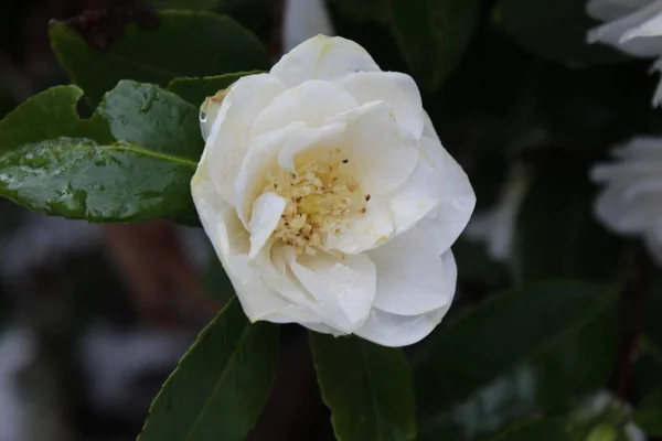 Flores Brancas São Encharcadas Com Chuva Neve Depois Que Neve — Fotografia de Stock