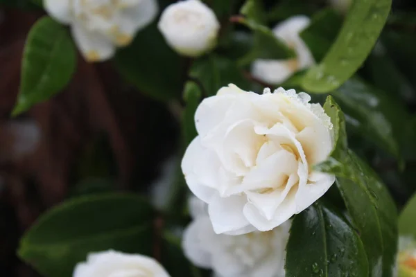 Λευκά Λουλούδια Ποτίζονται Βροχή Και Χιόνι Όταν Πέφτει Χιόνι — Φωτογραφία Αρχείου