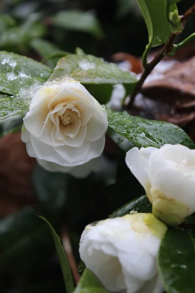 Flores Brancas São Encharcadas Com Chuva Neve Depois Que Neve — Fotografia de Stock