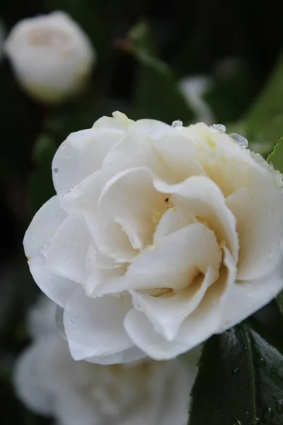 Flores Brancas São Encharcadas Com Chuva Neve Depois Que Neve — Fotografia de Stock