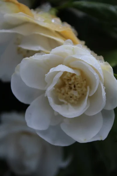 Flores Brancas São Encharcadas Com Chuva Neve Depois Que Neve — Fotografia de Stock