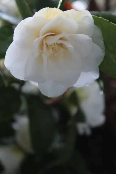 Fehér Virágokat Eső Áztatja Miután Leesik — Stock Fotó