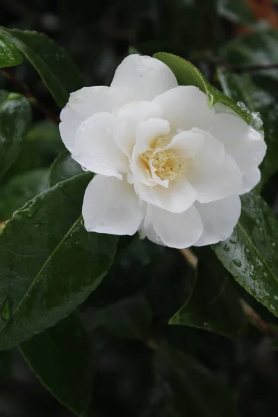 White Flowers Soaked Rain Snow Snow Falls — Foto de Stock