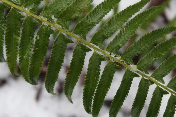 タイガの森では雪の後に湿り気のあるシダが葉 — ストック写真