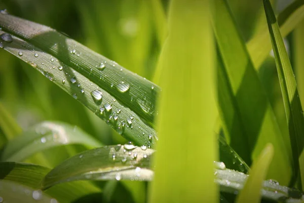 雨后淡绿色叶子上的水滴模糊了前景和背景 — 图库照片