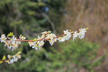 Bahçede açan beyaz ağaçlar sakura ya da kiraz çiçeklerine benzer..