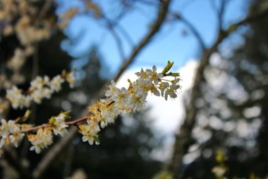 Bahçede açan beyaz ağaçlar sakura ya da kiraz çiçeklerine benzer..