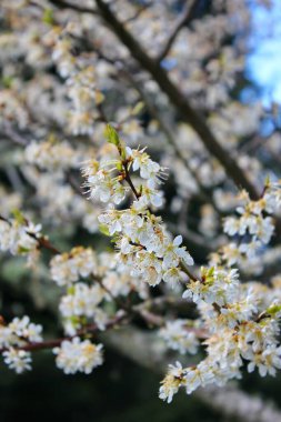 Bahçede açan beyaz ağaçlar sakura ya da kiraz çiçeklerine benzer..