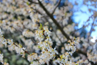 Bahçede açan beyaz ağaçlar sakura ya da kiraz çiçeklerine benzer..