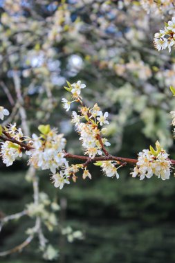 Bahçede açan beyaz ağaçlar sakura ya da kiraz çiçeklerine benzer..