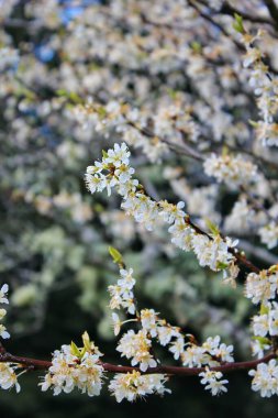 Bahçede açan beyaz ağaçlar sakura ya da kiraz çiçeklerine benzer..