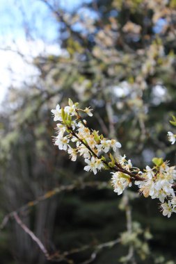 Bahçede açan beyaz ağaçlar sakura ya da kiraz çiçeklerine benzer..