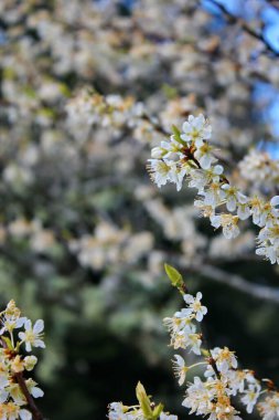 Bahçede açan beyaz ağaçlar sakura ya da kiraz çiçeklerine benzer..
