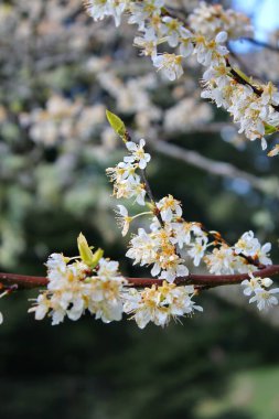 Bahçede açan beyaz ağaçlar sakura ya da kiraz çiçeklerine benzer..